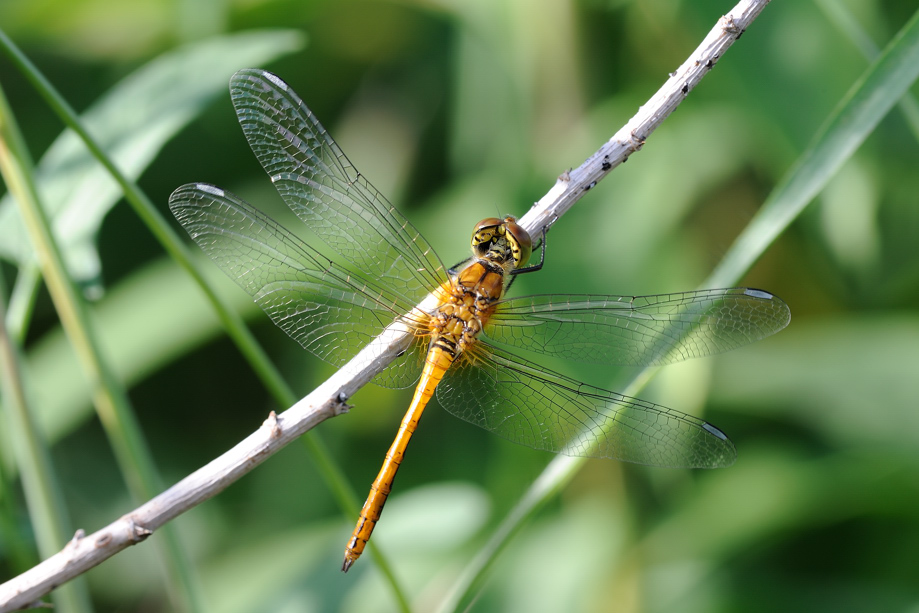 Libellula da identificare